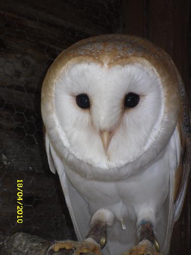 barn owl - our barn owl jaspa