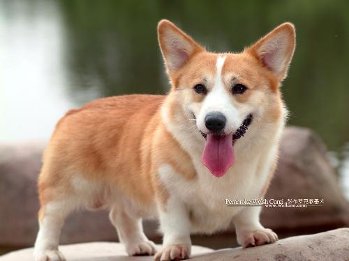 Welsh Pembroke Corgi - I love this breed! They are so cute and lovable! And they always smile!