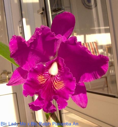 BLC Lady Mo x BLC Ralph Placentia An - BEautiful Crossing of Brasso Laelio Cattleyas