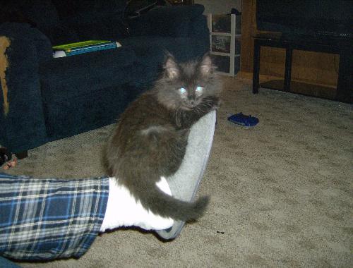 Foot attacking kitty! - Eclipse sitting on my hubby&#039;s foot, he stopped the attack long enough to pose for this photo. 