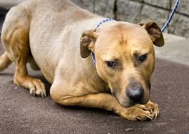 Image of a dog - Image of a dog to be used with a discussion about dogs and violent behaviour on mylot