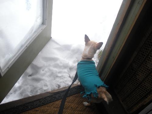 Cuddles is not too sure .. - My chihuahua attempting to go outside, eventually had give her a little nudge to make her go 