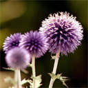 The purple dandelion - The purple dandelion shows its beauty, fragrance and freedom.