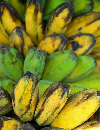 plantains - answer to poverty and hunger?