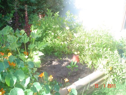 Raise bed with tomatoes - I planted tomatoes, potatoes (already took them out), sweet pepper, green onions and sweet peppers. The sweetpeppers are not behaving as they should but I haveé lost hope.