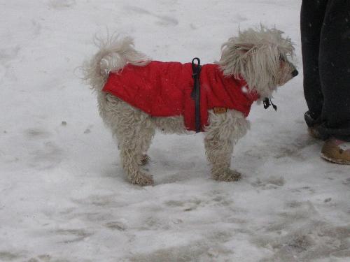 Small, spoiled dog - This is the small dog of a friend of mine. She's so spoiled, she's like a litle tyran! Small, spoiled dog - This is the small dog of a friend of mine. She's so spoiled, she's like a litle tyran!
