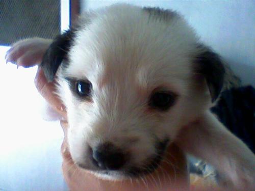 my favorite  - The photo is my puppy. This is a mixed breed of askal and labrador.