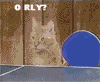 cats - funny cats