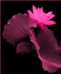 lotus flower - this is the flower that means alot to me . it is the flower of hope
