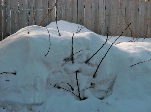 Rasberry Bushes - Just a bit covered with snow. Rasberry Bushes - Just a bit covered with snow.