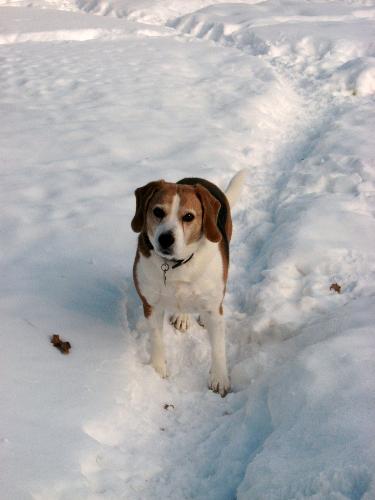 My Beagle,Buster - Buster loves the snow most days.