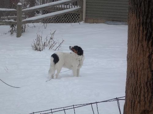 Ciara - Ciara loves the snow.