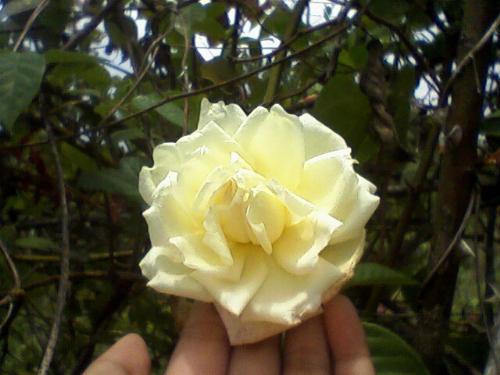 flower - This is a rose flower flower - This is a rose flower