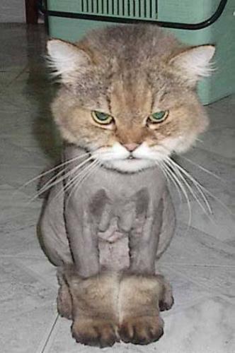 Cat - Cat in lazy mood