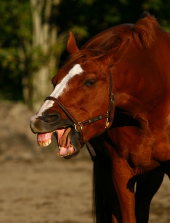 Horse 'laughing' - Horse making weird faces
