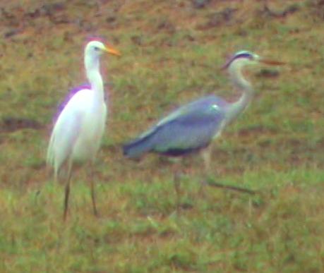 A Great Egret and a Grey Heron in a field - this photo was taken from one of my videos where you can see these two big birds looking for food (mice :D).
