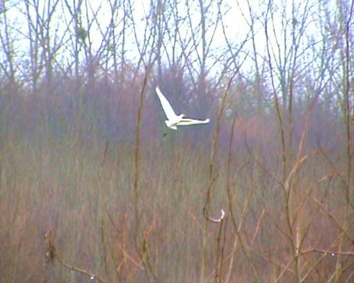 Great Egret lifting up into the air - This photo was taken from one of my videos and it shows the Great Egret as it lifts up into the air. It was a quite impressive sight!
