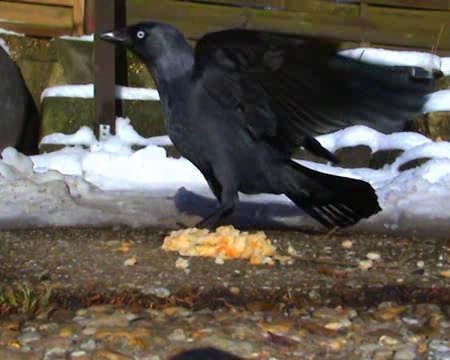 Jackdaw takes its meal - this is just one of a number of jackdaws that visits the garden in winter. Usually it only takes a couple of minutes until they've hoovered up all the food