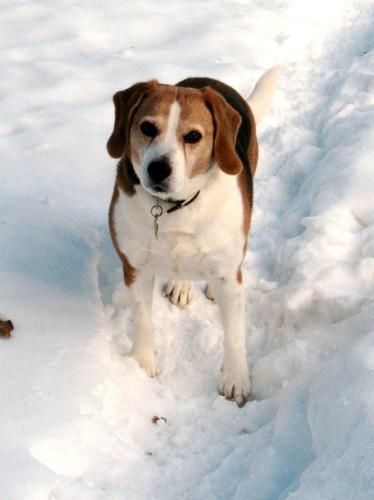 My beagle - Buster loves the snow and critters too.