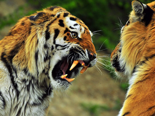 combat - Tiger, the true king of the jungle ...