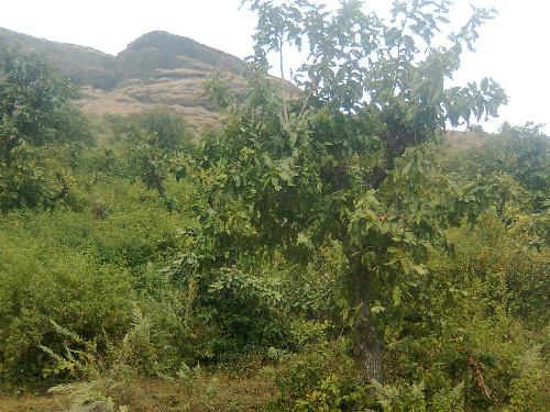 My villlage Nature -  My photo is about nature.Save our trees.