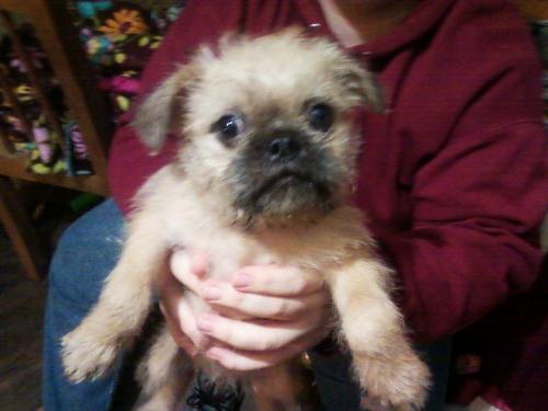 Widget D.Weewok - This my puppy. He is a bit bigger now. He is a Brussels Griffon Pug cross. the most rambunctious ,sweet guy ever.He saved my heart after I lost my Ashlee.