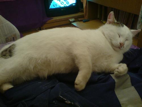 My beautiful cat Richie! - A photo of my cat - Richie.