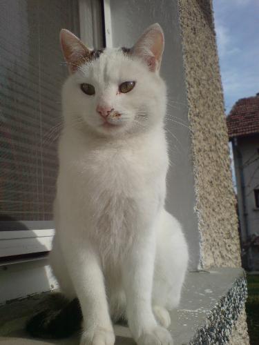 My beautiful cat Richie! - This is my cat - Richie. I will be happy if you like this photos!