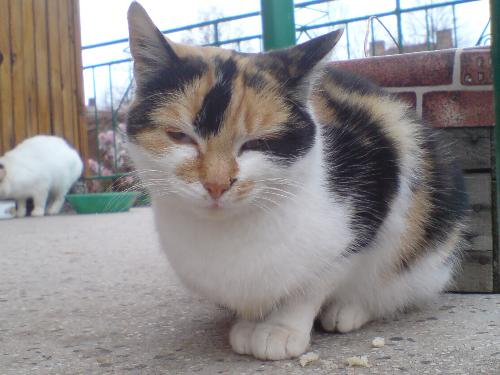 This is my other cat - This is a photo of my other cat