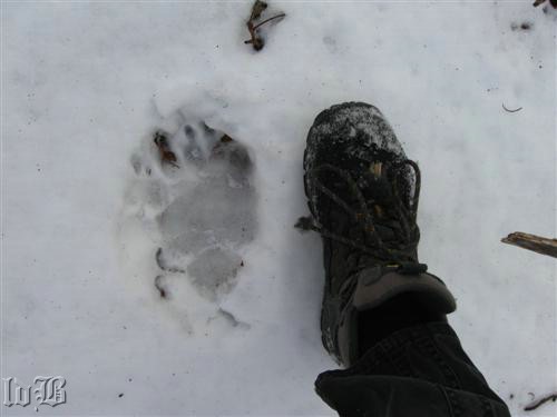 Big(Bear)foot - Shoe encounters a bear paw print while on a snowy trek in Shenandoah NP.