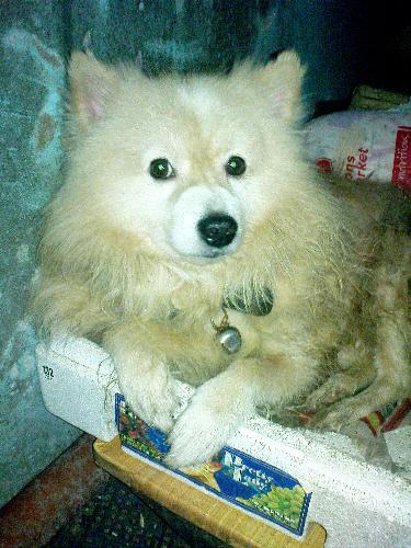 Joei all grown up - This is Joei, he has grown up to be a cute doggie. He is smart and still is furry.