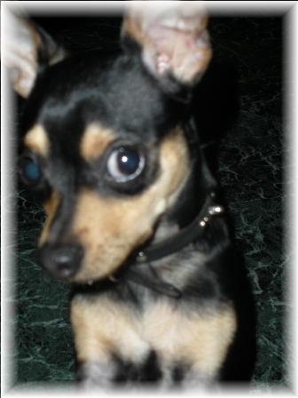 Rocky  - The Chihuahua that won&#039;t stop barking ! 