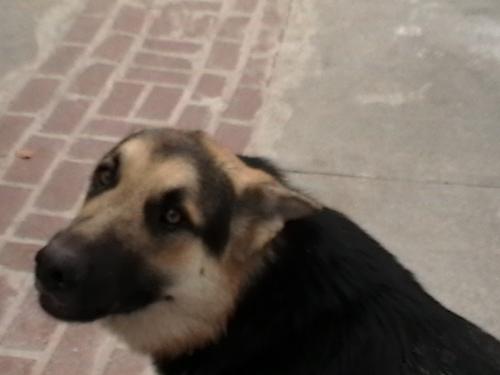My German Shepherd Sarah is Hungry - My Female German Shepherd Sarah is Hungry