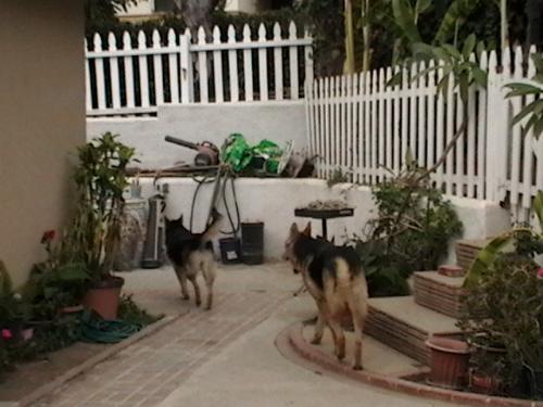 My German Shepherds Max and Sarah Leaving - My German Shepherds Max and Sarah Leaving to Front Yard
