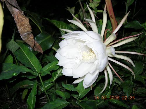 Epiphyllum - This is epiphyllum blooming during midnight. The time of this photo is around 10:26pm