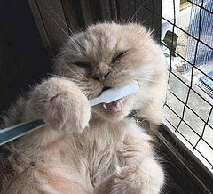 cat using a toothbrush - picture of a cat using a toothbrush