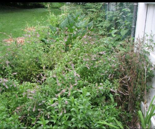 Garden space - This is part of our garden space in the backyard.