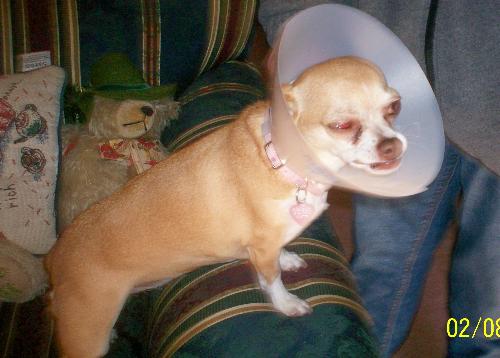 My Poor Schatzie Baby - She is so miserable