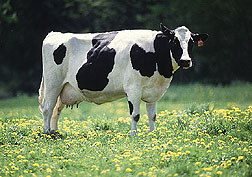 My Cash Cow - Here is my cash cow. Ask me how you can get one for yourself.