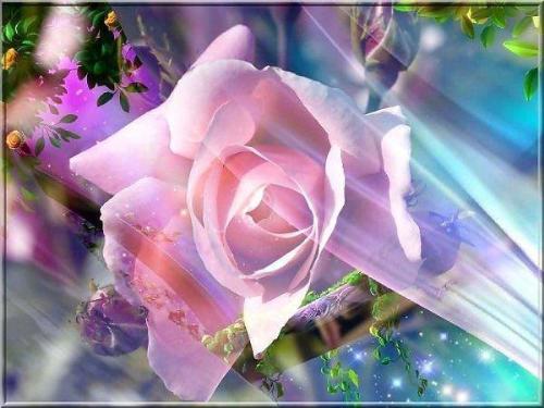 flower - beautiful pink rose