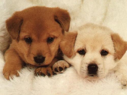 animal - These dogs are so lovely!