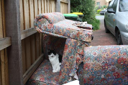My cat Stumpy - my cat stumpy in a chair she claimed as her own little house.