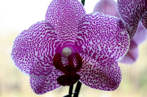 Orchid - Lavender orchid in bloom.