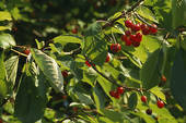 Cheery Tree leaves - The Leaves of a Full Blossomed Cherry Tree.