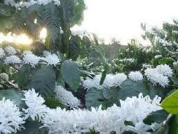 coffee flowers - coffee flowers in my hometown coffee flowers - coffee flowers in my hometown