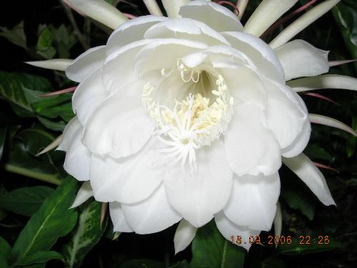 The petal are like feather - The petals of this flower is like birds feather.