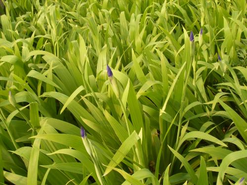 nature - JiangXi Agriculture University