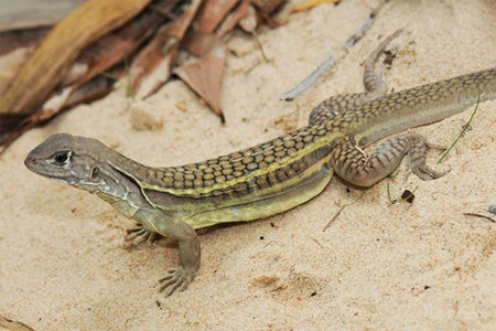 Leiolepis ngovantrii - All female lizard found in Vietnam. Discovered 2010. Leiolepis ngovantrii. Leiolepis ngovantrii - All female lizard found in Vietnam. Discovered 2010. Leiolepis ngovantrii.