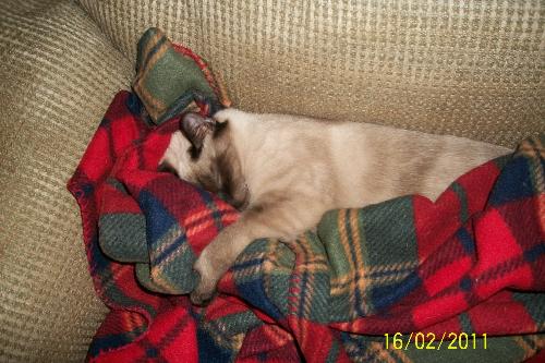 pg - Sleeping oh so comfortably pg - Sleeping oh so comfortably