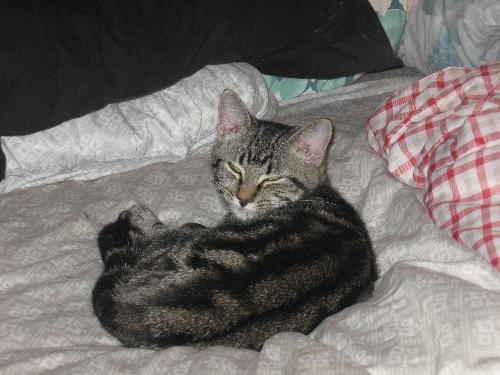 Sparky - This is Sparky, we have a collar on him to tell him apart from the feral tabbies - they are all solid classic (bulls eye) brown tabbies.